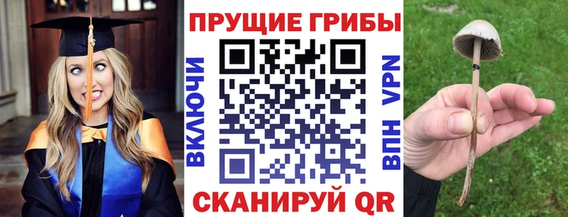 Галлюциногенные грибы Psilocybine cubensis Сосновоборск