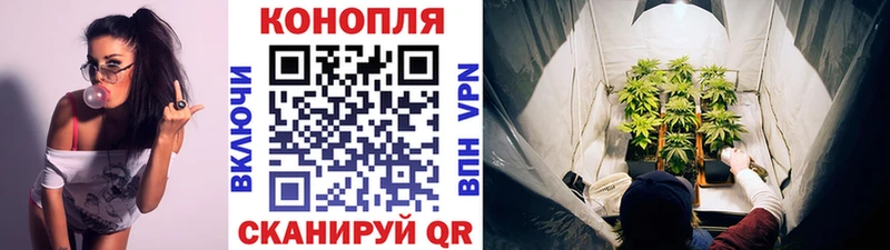 Шишки марихуана планчик  omg ССЫЛКА  Сосновоборск 